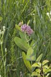 Sullivant's Milkweed, Asclepias sullivantii