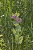 Sullivant's Milkweed, Asclepias sullivantii