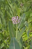 Sullivant's Milkweed, Asclepias sullivantii