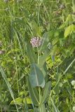 Sullivant's Milkweed, Asclepias sullivantii