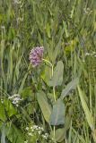 Sullivant's Milkweed, Asclepias sullivantii