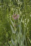 Sullivant's Milkweed, Asclepias sullivantii