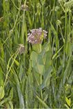 Sullivant's Milkweed, Asclepias sullivantii