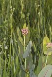 Sullivant's Milkweed, Asclepias sullivantii