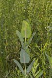 Sullivant's Milkweed, Asclepias sullivantii