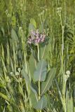 Sullivant's Milkweed, Asclepias sullivantii