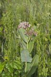 Sullivant's Milkweed, Asclepias sullivantii