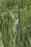 Sullivant's Milkweed, Asclepias sullivantii