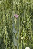 Sullivant's Milkweed, Asclepias sullivantii