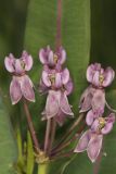 Sullivant's Milkweed, Asclepias sullivantii
