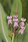 Sullivant's Milkweed, Asclepias sullivantii