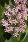 Sullivant's Milkweed, Asclepias sullivantii