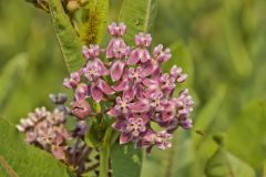 Sullivant's Milkweed, Asclepias sullivantii