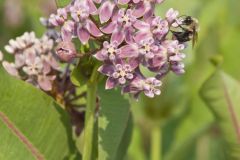 Sullivant's Milkweed, Asclepias sullivantii