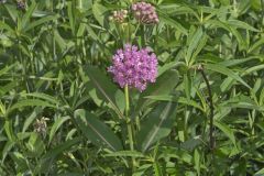 Sullivant's Milkweed, Asclepias sullivantii