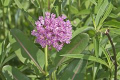Sullivant's Milkweed, Asclepias sullivantii