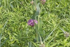 Sullivant's Milkweed, Asclepias sullivantii