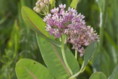 Sullivant's Milkweed, Asclepias sullivantii