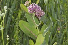 Sullivant's Milkweed, Asclepias sullivantii