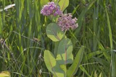 Sullivant's Milkweed, Asclepias sullivantii