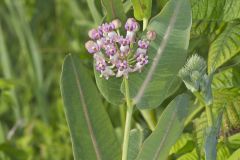 Sullivant's Milkweed, Asclepias sullivantii