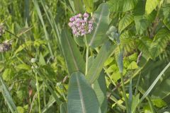 Sullivant's Milkweed, Asclepias sullivantii