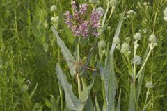 Sullivant's Milkweed, Asclepias sullivantii