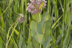 Sullivant's Milkweed, Asclepias sullivantii