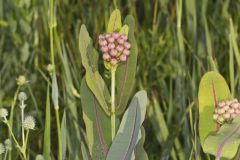 Sullivant's Milkweed, Asclepias sullivantii