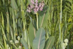 Sullivant's Milkweed, Asclepias sullivantii