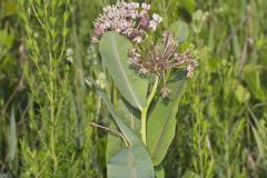 Sullivant's Milkweed, Asclepias sullivantii