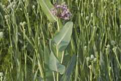Sullivant's Milkweed, Asclepias sullivantii