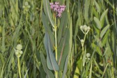 Sullivant's Milkweed, Asclepias sullivantii