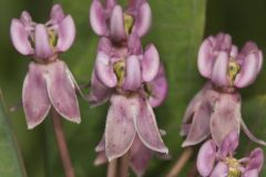 Sullivant's Milkweed, Asclepias sullivantii
