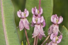 Sullivant's Milkweed, Asclepias sullivantii