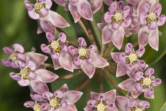 Sullivant's Milkweed, Asclepias sullivantii
