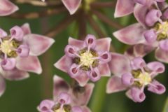 Sullivant's Milkweed, Asclepias sullivantii