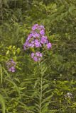 Summer Phlox, Phlox paniculata