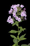 Summer Phlox, Phlox paniculata
