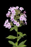 Summer Phlox, Phlox paniculata