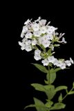 Summer Phlox, Phlox paniculata