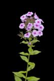 Summer Phlox, Phlox paniculata