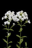 Summer Phlox, Phlox paniculata