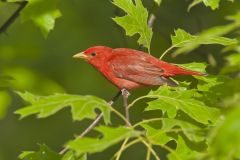 Summer Tanager, Piranga rubra