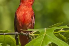 Summer Tanager, Piranga rubra