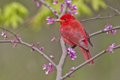 Summer Tanager, Piranga rubra