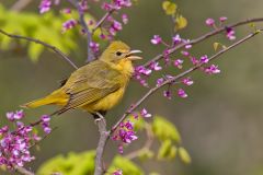 Summer Tanager, Piranga rubra