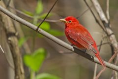 Summer Tanager, Piranga rubra