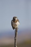 Swainson's Hawk, Buteo swainsoni