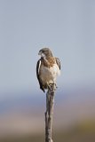Swainson's Hawk, Buteo swainsoni